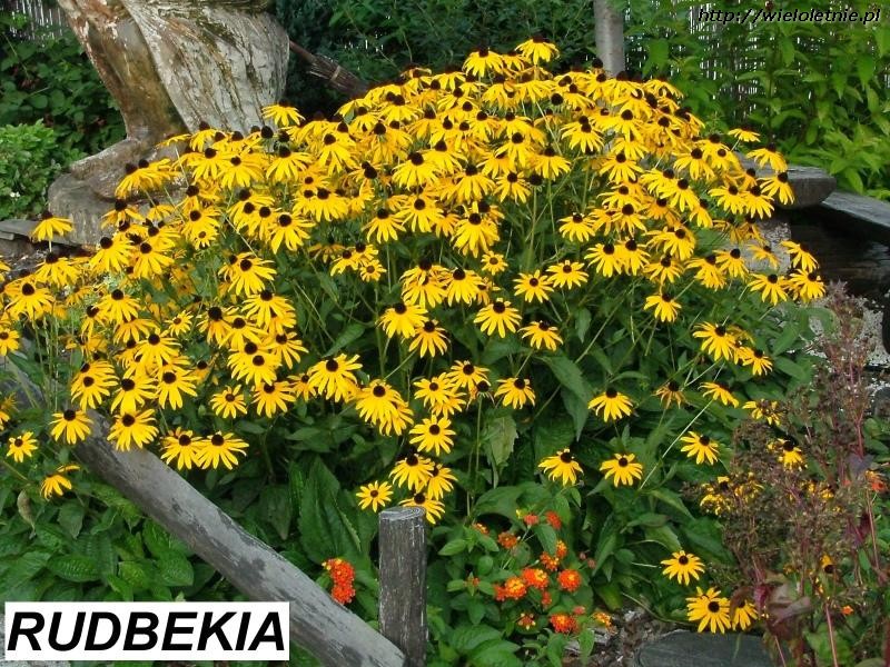 Rudbekia (Rudbeckia fulgida) - wieloletnie.pl