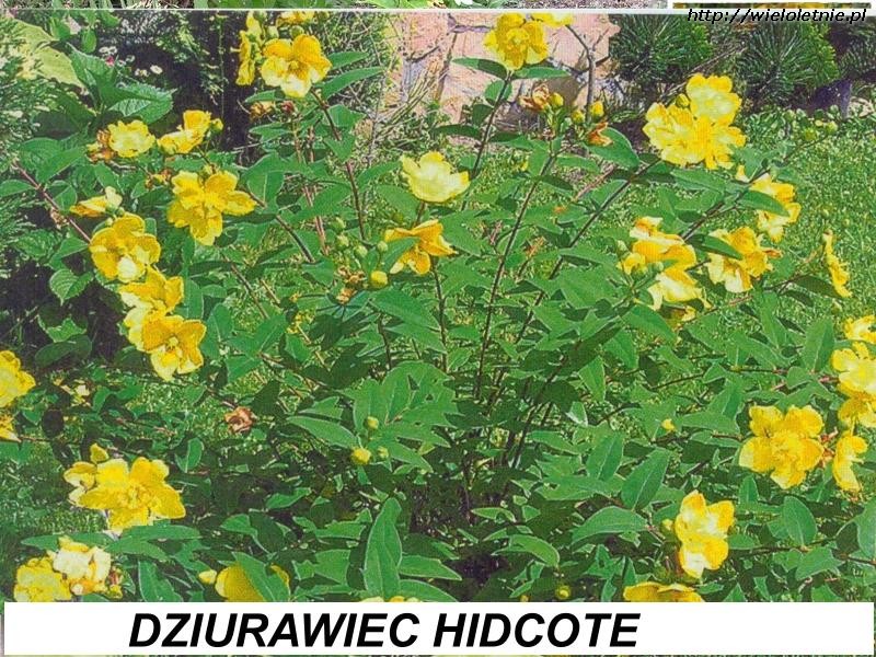 Dziurawiec Hidcote (Hypericum Hidcote) - wieloletnie.pl