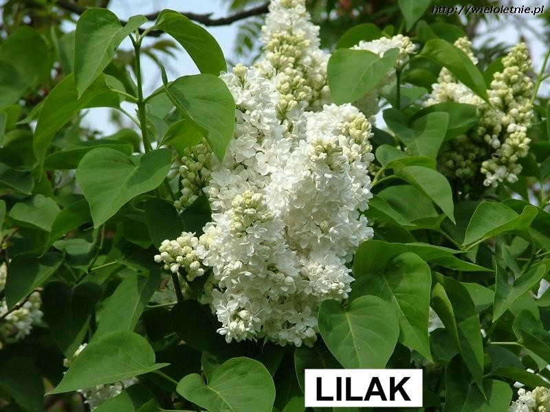 Lilak (Syringa vulgaris) - wieloletnie.pl