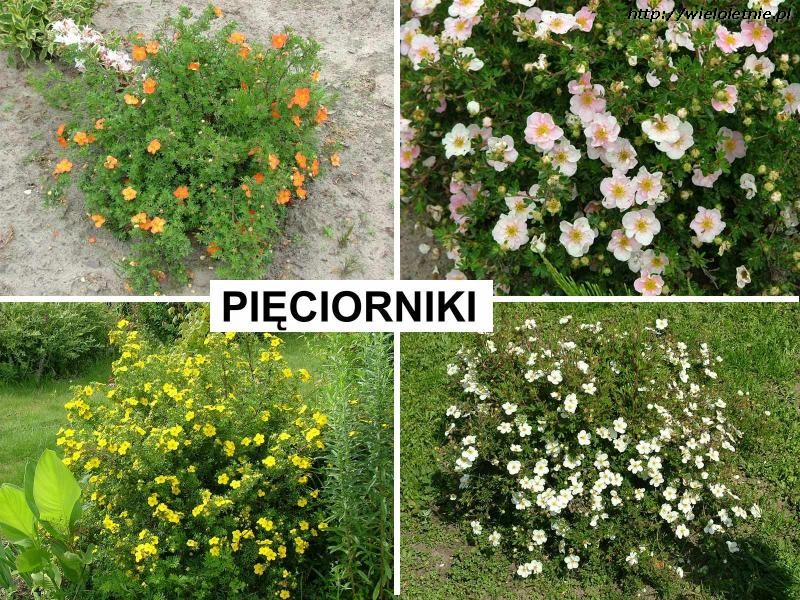 Pięciornik krzewiasty (Potentilla fruticosa) - wieloletnie.pl