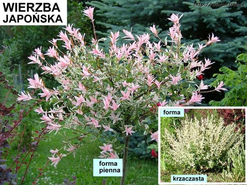 Wierzba japońska (Salix integra (Hakuro-nishiki)) - wieloletnie.pl