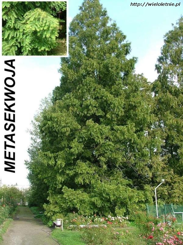 Metasekwoja (Metasequoia) - wieloletnie.pl