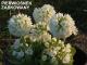 Pierwiosnek ząbkowany (Primula denticulata) - wieloletnie.pl