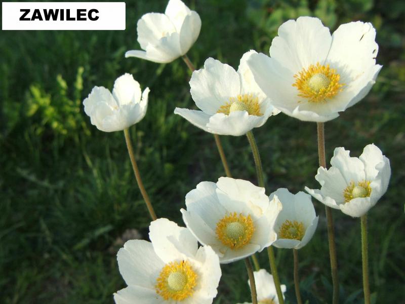 Zawilec wielkokwiatowy (Anemone sylvestris) - wieloletnie.pl