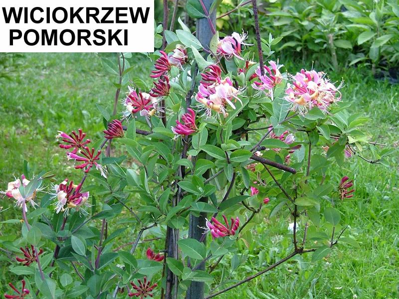 Wiciokrzew pomorski (Lonicera periclymenum) - wieloletnie.pl