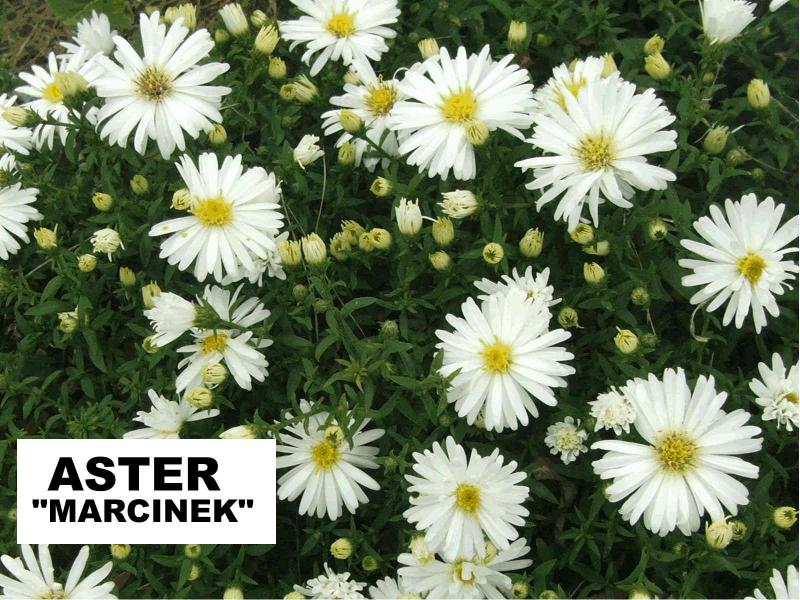 Aster krzaczasty biały (Aster dumosus) - wieloletnie.pl
