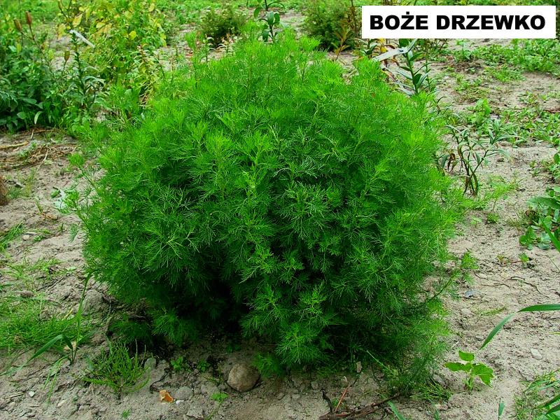 Bylica boże drzewko (Artemisia abrotanum) - wieloletnie.pl