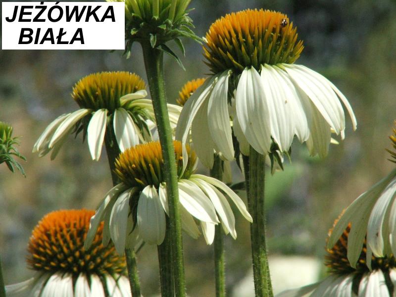 Jeżówka biała (Echinacea) - wieloletnie.pl