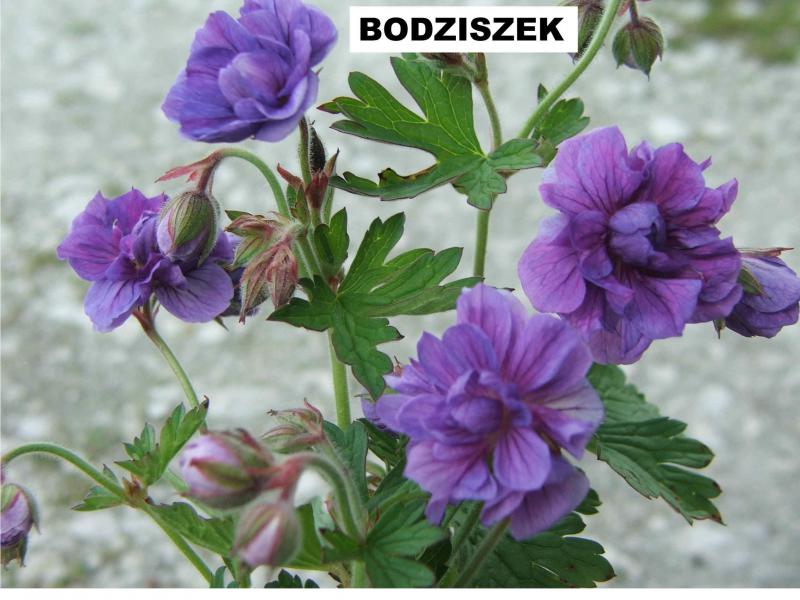 Bodziszek łąkowy pełny (Geranium pratense ‚Plenum Violaceum’) - wieloletnie.pl
