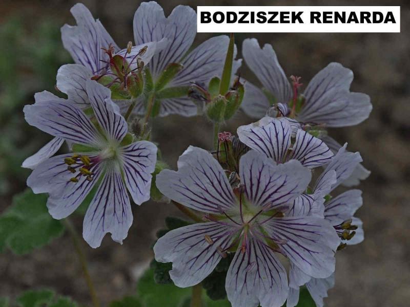 Bodziszek Renarda (Geranium renardii) - wieloletnie.pl