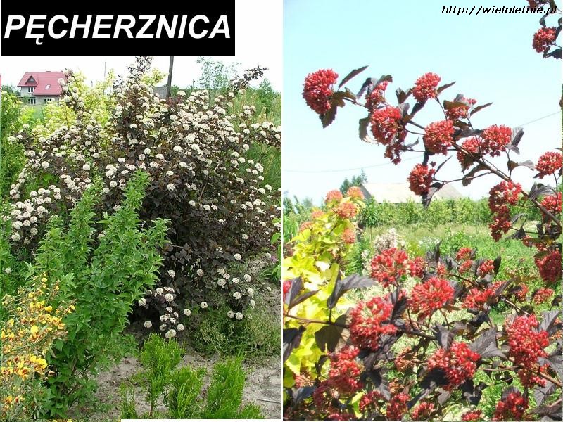 Pęcherznica (Physocarpus populifolius) - wieloletnie.pl