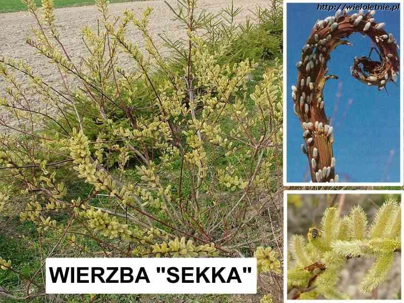 Wierzba Sekka (Salix udensis Sekka) - wieloletnie.pl