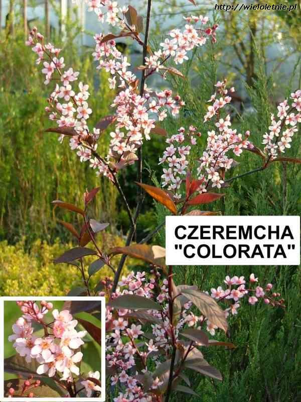 Czeremcha Colorata (Prunus padus Colorata) - wieloletnie.pl