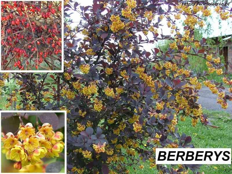 Berberys (Berberis thunbergii Atropurpurea) - wieloletnie.pl