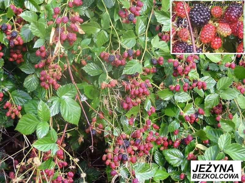 Jeżyna bezkolcowa (Rubus fruticosus) - wieloletnie.pl