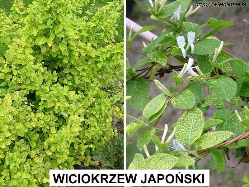 Wiciokrzew japoński AUREORETICULATA (Lonicera japonica) - wieloletnie.pl