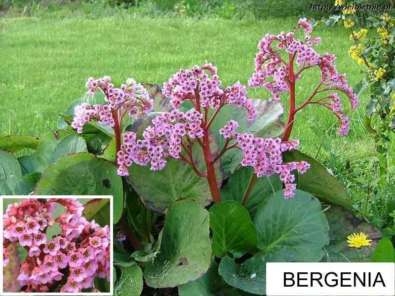 Bergenia (Bergenia cordifolia) - wieloletnie.pl