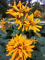 Języczka pomarańczowa