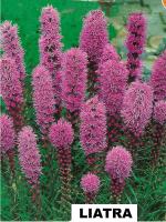 Liatra kłosowa różowa