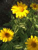 Słoneczniczek szorstki Loraine Sunshine