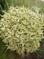 Słoneczniczek szorstki Loraine Sunshine