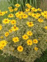 Słoneczniczek szorstki Loraine Sunshine