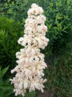 Rodgersja kasztanowcolistna