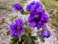 Bodziszek łąkowy pełny