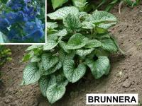 Brunera wielkolistna