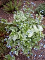 Brunera wielkolistna