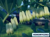 Kokoryczka obrzeżona