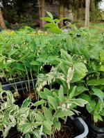 Kokoryczka obrzeżona