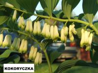 Kokoryczka obrzeżona