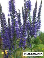 Przetacznik kłosowy