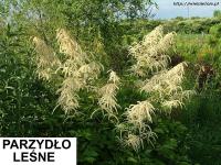 Parzydło leśne
