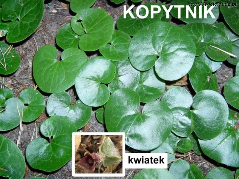 Kopytnik (Asarum europaeum) - wieloletnie.pl