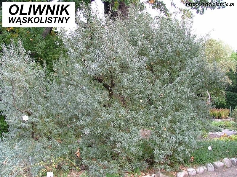 Oliwnik wąskolistny (Eleagnus angustifolia) - wieloletnie.pl