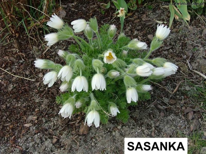 Sasanka (Pulsatilla) - wieloletnie.pl