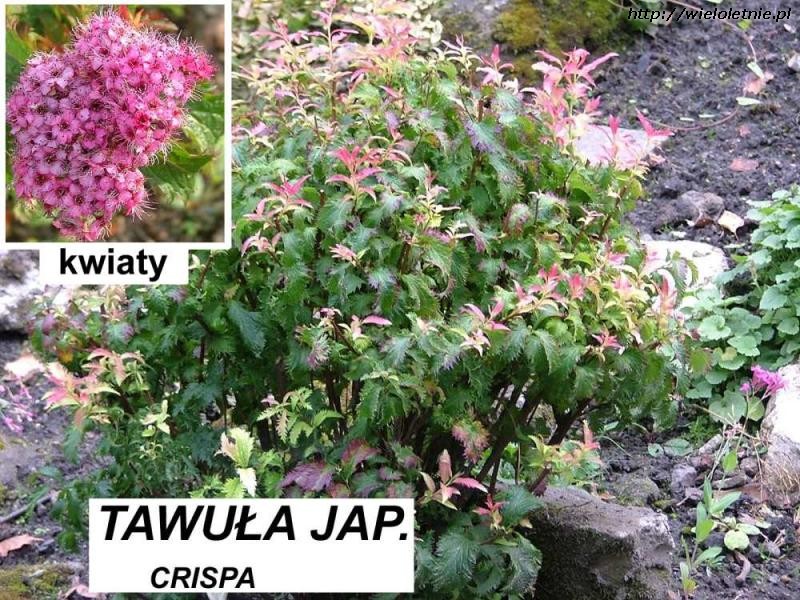 Tawuła japońska CRISPA (Spiraea japonica Crispa) - wieloletnie.pl