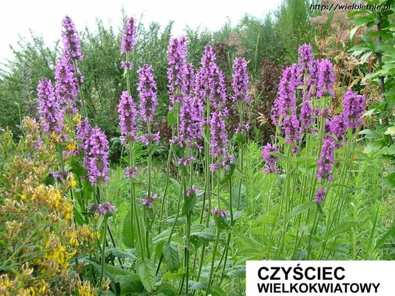 Czyściec wielkokwiatowy (Stachys grandiflora) - wieloletnie.pl