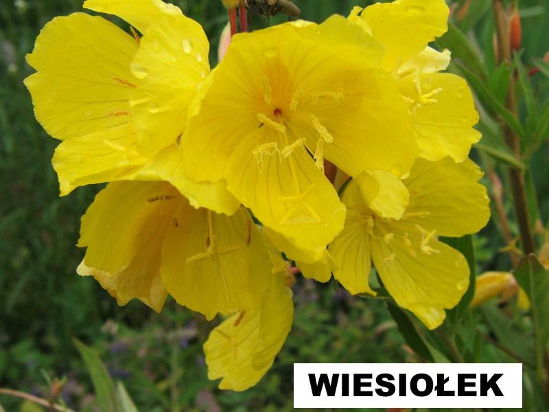 Wiesiołek krzewiasty (Oenothera fruticosa) - wieloletnie.pl