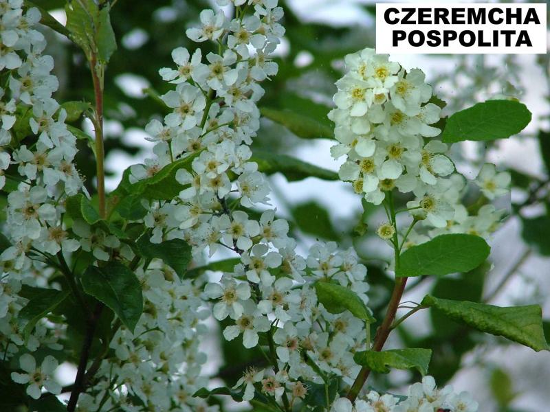 Czeremcha pospolita (Prunus padus) - wieloletnie.pl