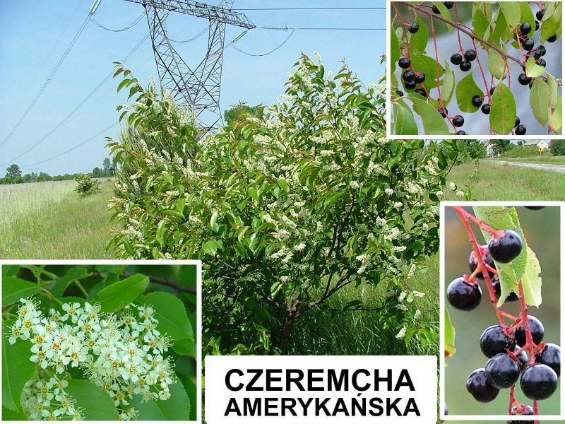 Czeremcha amerykańska (Prunus serotina) - wieloletnie.pl