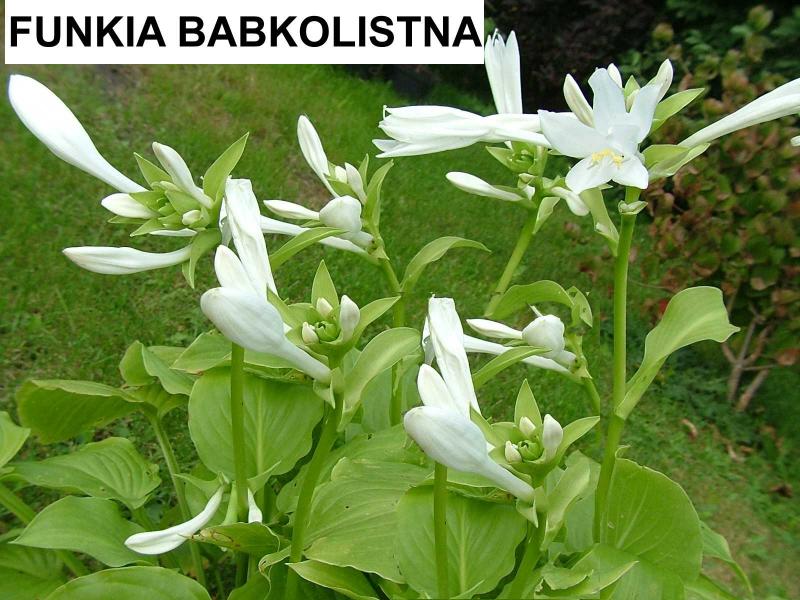 Funkia babkolisna (Hosta) - wieloletnie.pl