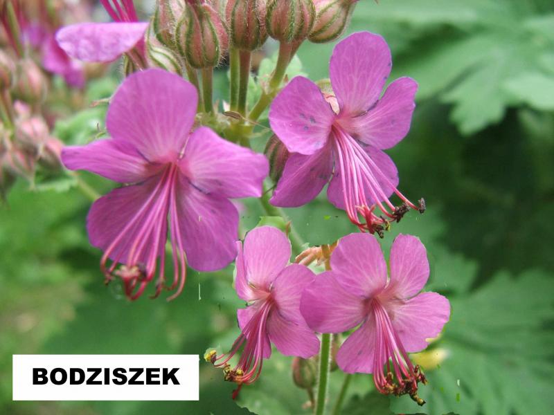 Bodziszek korzeniasty (Geranium macrorrhizum) - wieloletnie.pl