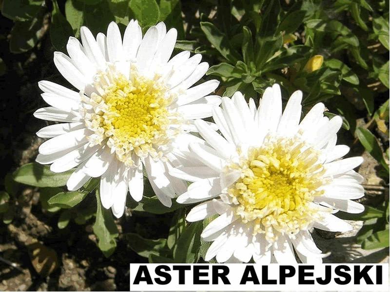 Aster alpejski biały pełny