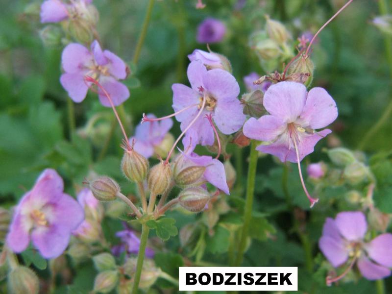 Bodziszek kantabryjski (Geranium cantabrigense) - wieloletnie.pl