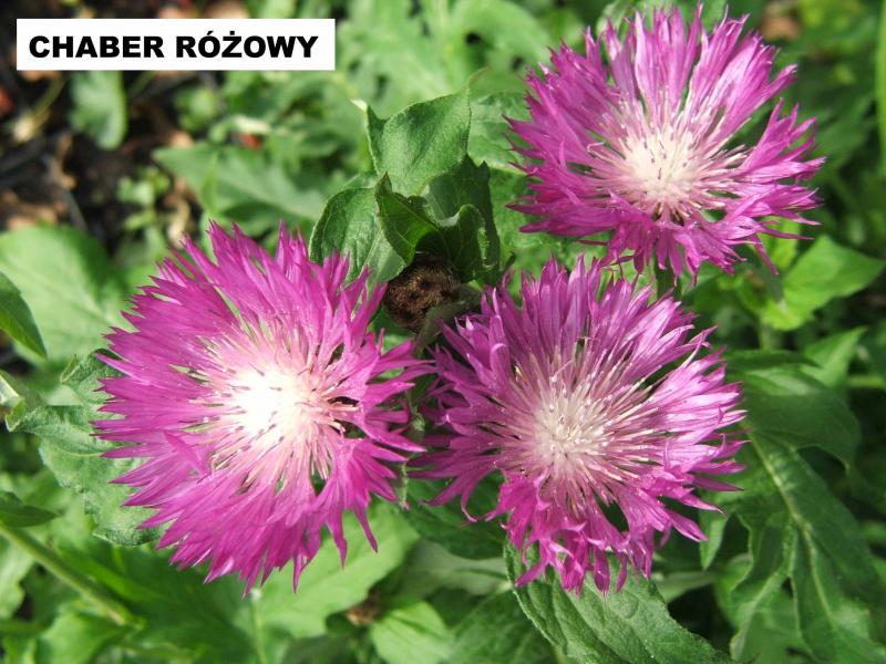 Chaber różowy (Centaurea dealbata) - wieloletnie.pl