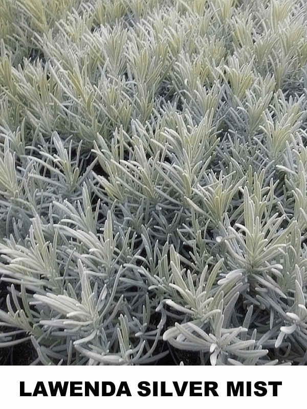 Lawenda Silver Mist (Lavandula angustifolia Silver Mist) - wieloletnie.pl