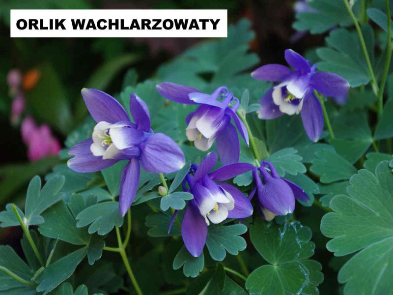 Orlik wachlarzowaty Mini Star (Aquilegia flabellata) - wieloletnie.pl